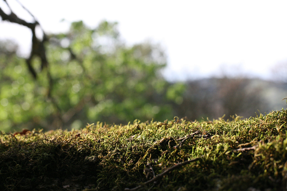 Doing the Right Thing: we're going eco-friendly