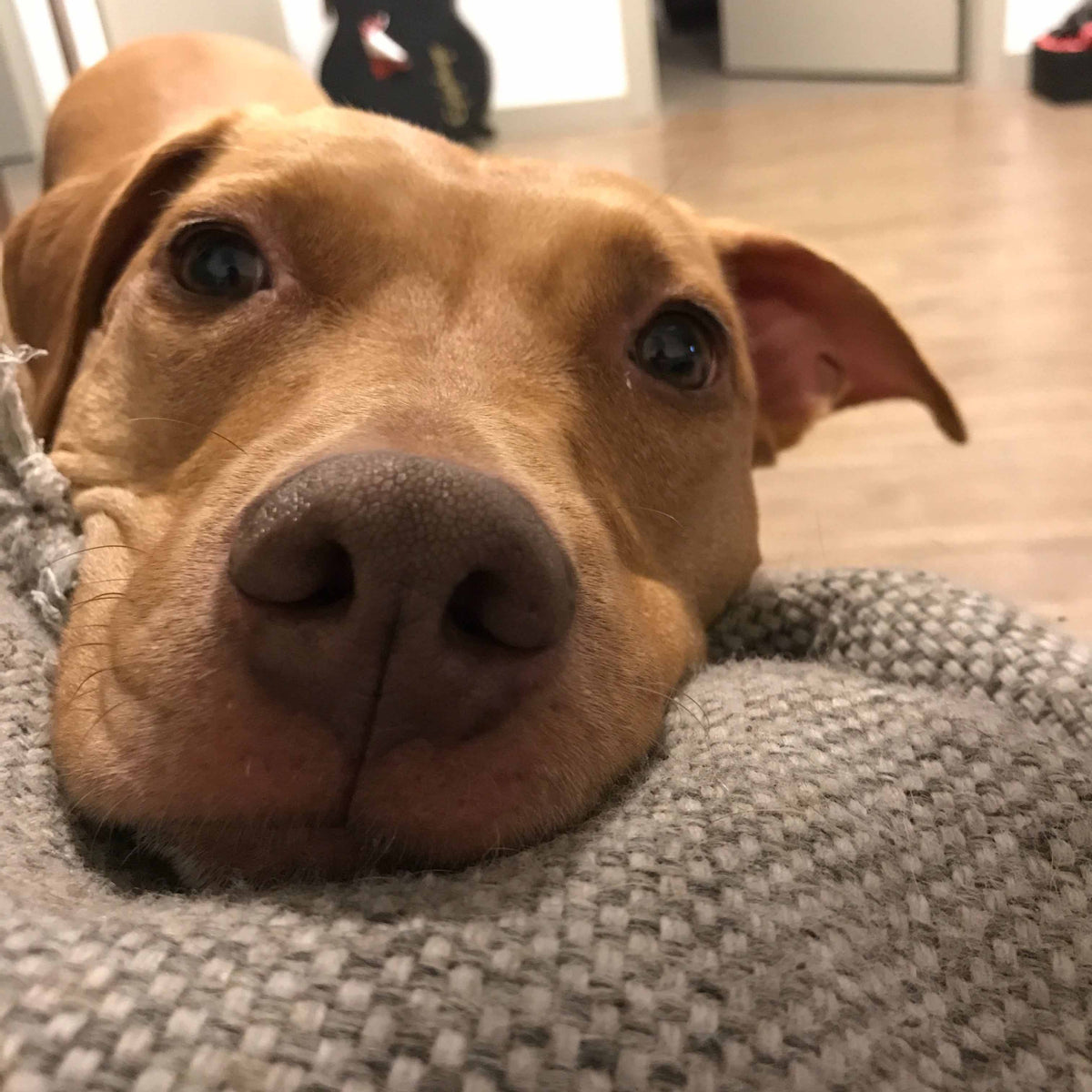11/14 Dog Party