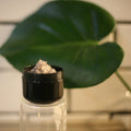 Black Sand Body Scrub - VISCERA
